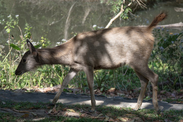Deer in Khao Yai National Park, Thailand
