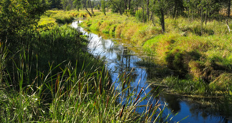 Narewka River in summer