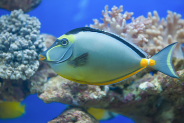 Fototapeta na wymiar tropical fish in aquarium with coral on background