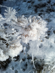 Frost on Fir Tree