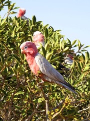 read breasted kakadu