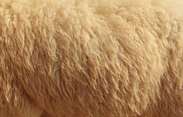 Sheepskin Background
