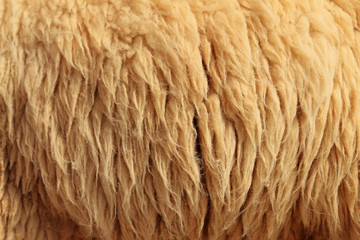 Sheepskin Background