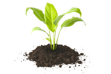 Plant