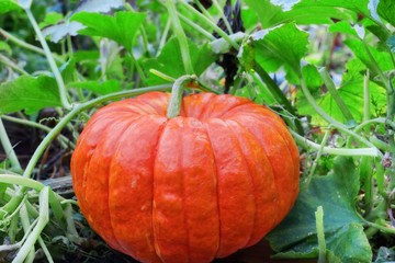 Big Ripe Pumpkin  in the Patch