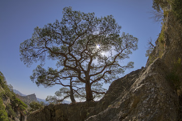 Sun shining through the crown of the relic Crimean pine.