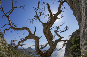 Fototapeta na wymiar Dried relict pine on the seashore. Crimea.