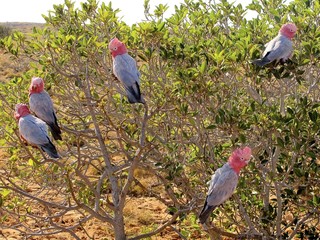 read breasted kakadu