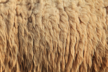 Sheepskin Background