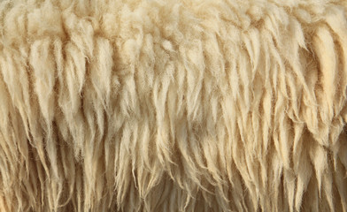 Sheepskin Background