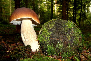 Fototapeta premium Steinpilz wächst neben Baumstamm