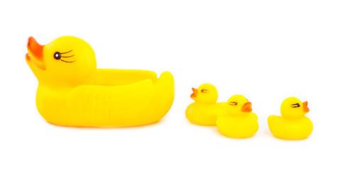four ducks rubber on a white background