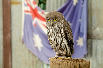 Owl face close up