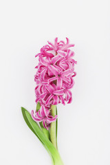 Obraz premium Hyazinthe (Hyacinthus)