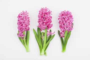 Hyazinthe (Hyacinthus)
