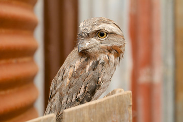 Owl face close up