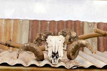 Sheep skull with horns