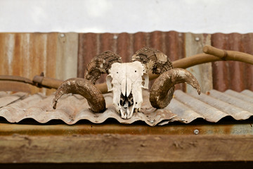 Sheep skull with horns
