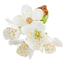 Blossoming Apple tree Flowers