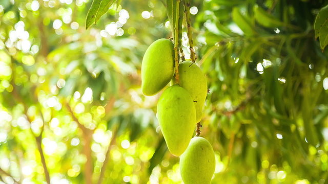 Green Mangoes Hanging off a Tree