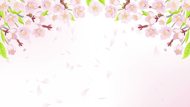 Falling petals on the Cherry Blossom arch frame