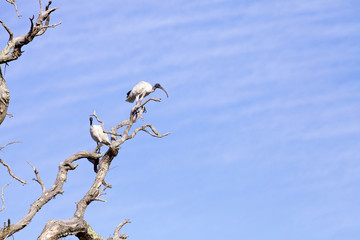 Birds sitting on tree branches