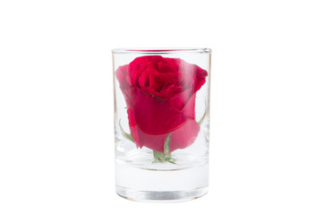 A red rose in a glass on the white background
