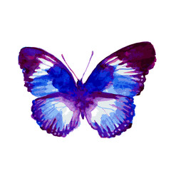 butterfly422