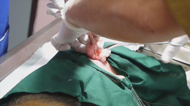 Veterinarian cutting dog's ovary in castration operation