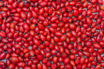 Many rose-hip berries