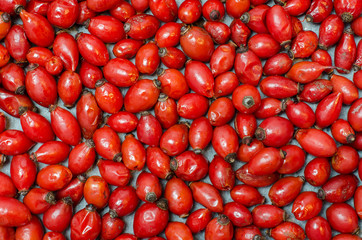 Closeup of rose-hip berries