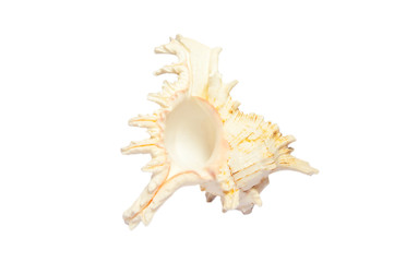 Empty beautiful seashell on white background.