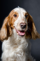 Portrait of a dog of breed Russian Spaniel