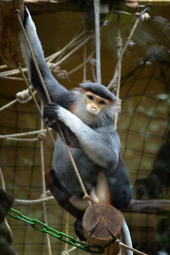 Kleideraffe (Pygathrix)