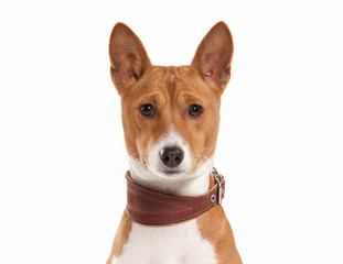 Young Basenji on white background