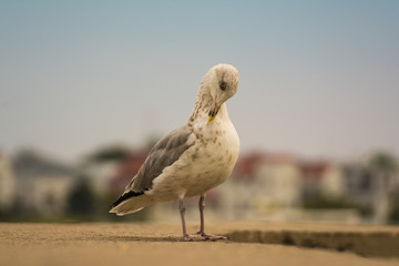 Möwe an der Mole in Warnemünde