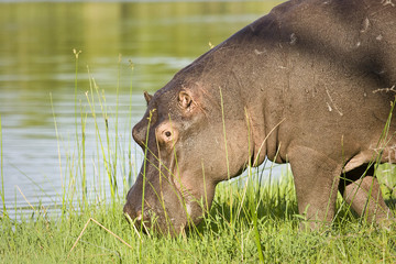 wild hippo eating grass along the river, Kruger