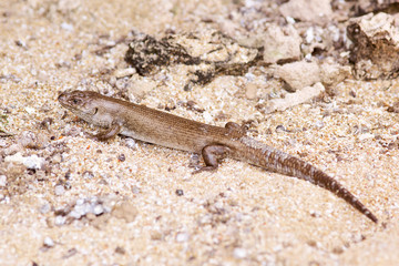 Lizard on the beach in western australia