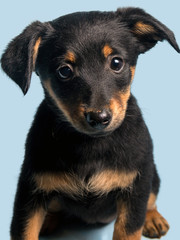 Cute puppy, isolated on light blue background
