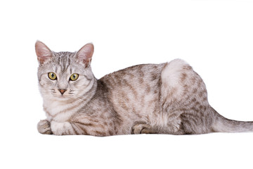 gray tabby cat European