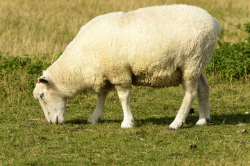 Obraz premium Romney Marsh sheep 11