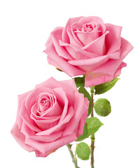 Naklejka premium Bunch of pink roses isolated on white