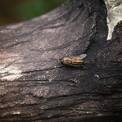 Fly or honey bee
