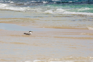 Seagull staying in the water on shore