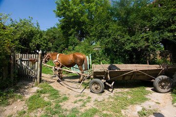 Fototapeta na wymiar brown horse with cart