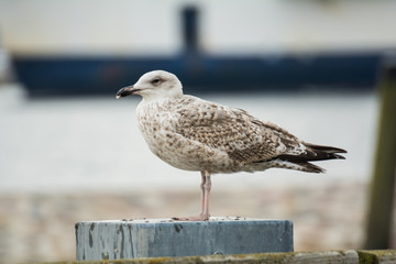 Möwe an der Mole in Warnemünde
