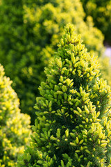 Picea glauca Daisy's White
