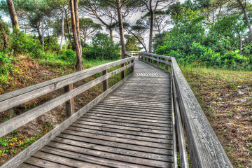 wooden path in a pine wood