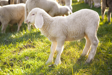 Obraz premium lamb