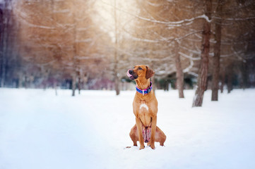 Rhodesian Ridgeback sitting on winter background